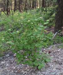 Physocarpus malvaceus