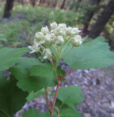 Physocarpus malvaceus