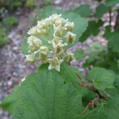 Physocarpus malvaceus