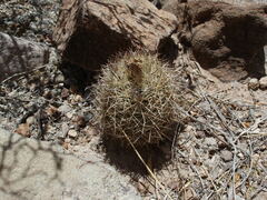 Echinomastus warnockii