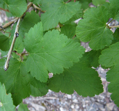 Physocarpus malvaceus