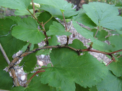 Physocarpus malvaceus