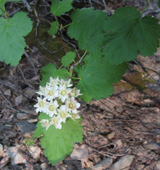 Physocarpus malvaceus