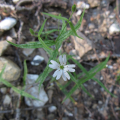 Pseudostellaria jamesiana