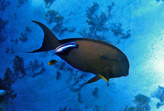 Acanthurus nigricauda