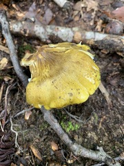 Tricholoma