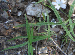 Pseudostellaria jamesiana