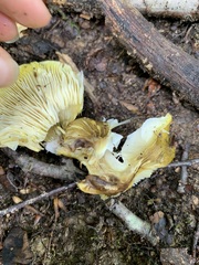 Tricholoma