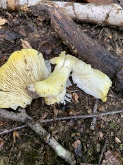 Tricholoma