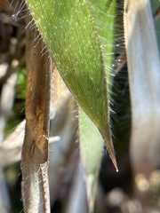 Dichanthelium laxiflorum