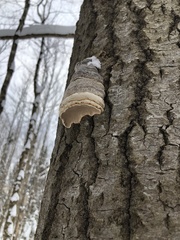 Fomes excavatus