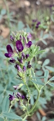 Medicago