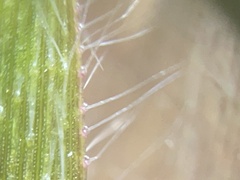 Dichanthelium laxiflorum