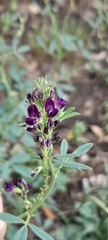 Medicago