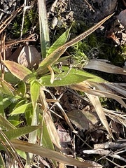 Dichanthelium laxiflorum