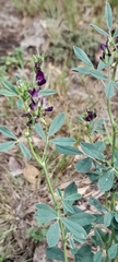 Medicago