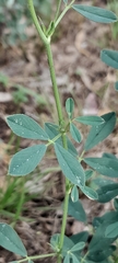 Medicago