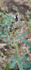 Medicago