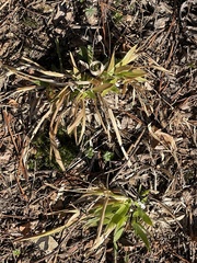 Dichanthelium laxiflorum
