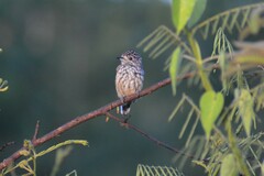 Picumnus albosquamatus