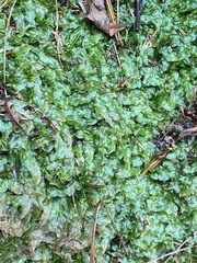 Pallavicinia
