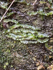 Pallavicinia