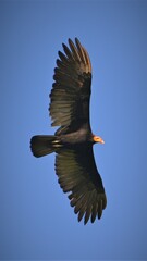 Cathartes melambrotus