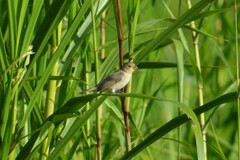 Sporophila