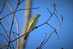 Sporophila