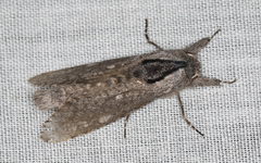 Endoxyla methychroa