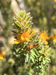 Pultenaea tuberculata