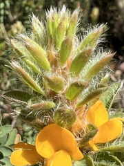 Pultenaea tuberculata