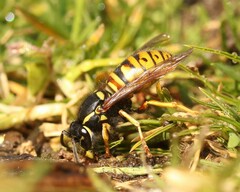 Vespula rufa