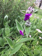 Tradescantia crassifolia