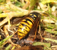 Vespula rufa