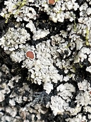 Fuscopannaria leucosticta