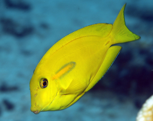 Orangeblotch Surgeonfish