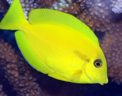 Acanthurus olivaceus