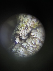 Fuscopannaria leucosticta