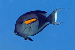Acanthurus olivaceus