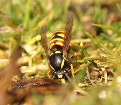 Vespula rufa