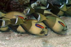 Acanthurus olivaceus