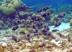 Acanthurus olivaceus