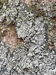 Fuscopannaria leucosticta