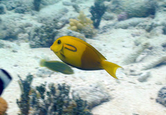 Acanthurus olivaceus