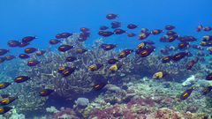Acanthurus olivaceus