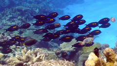 Acanthurus olivaceus