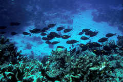 Acanthurus olivaceus