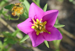 Sabatia campestris