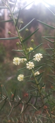 Acacia rupicola